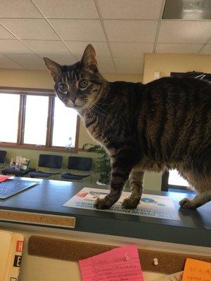 Motor greeting clients in reception. One out of five clinic cats