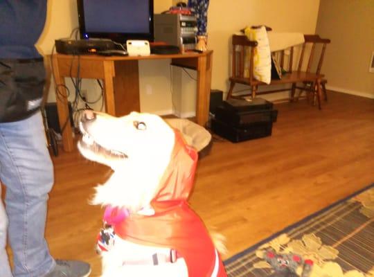 Jackson with raincoat and hood ready for a rainy walk. 10/25/15 keeping an eye on trainer, Patti Howard