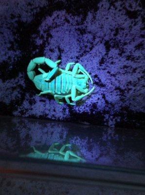 Scorpion under UV light