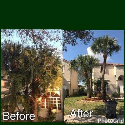 Go Green Affordable Tree Service