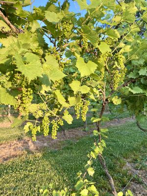 Grapevines and grapes on the grounds of Hanover winery