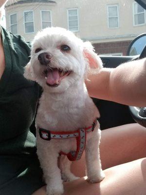 His baseline after grooming. Note even hair and no bruise on chest.