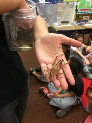 The insect discovery lab comes into the classroom.