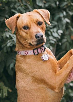 Lady - Office Mascot