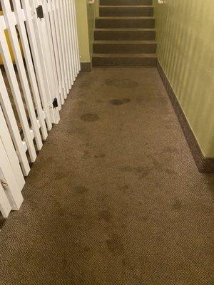 More nasty carpet in hallway