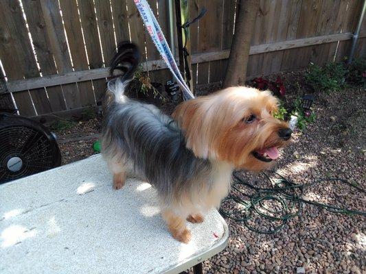 Yorkie Groom