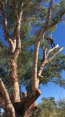 Tree Removal 100yr Old Eucalyptus with 2 Bee Hives & Stump Grinding