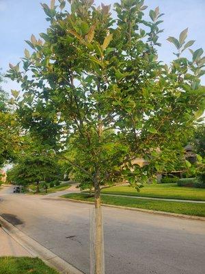 This is a black gum tree planted by Taylor Landscaping that has poorly planted,, compacted soil and weak growth.