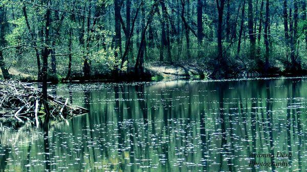 A waterscape within Patuxent Ponds Park.