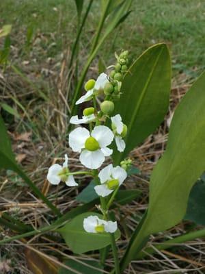 Beautiful flowers still in bloom in December