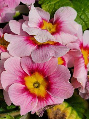 Primrose for a spot of color