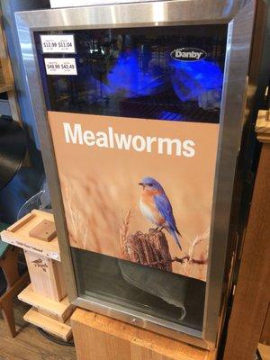 Mealworms