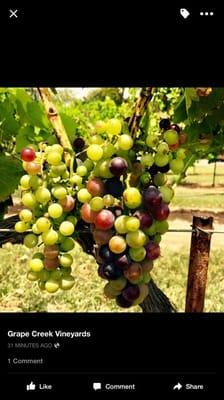 Tasting grapes from local vineyards