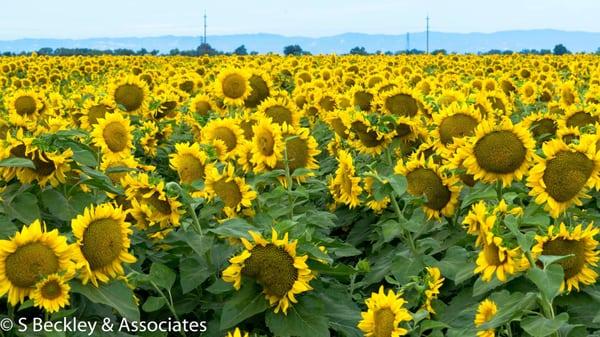 California Organic Fertilizers