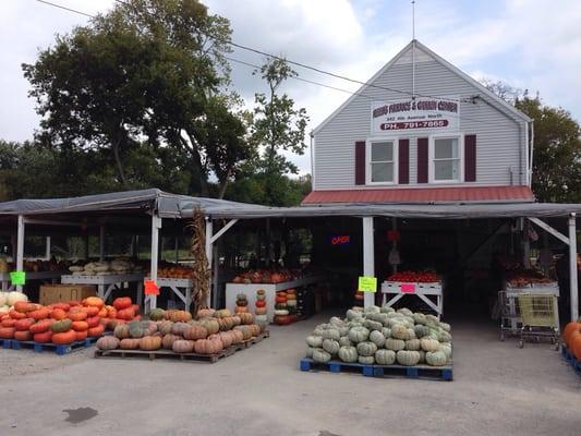 View of left half of FALL outdoor display....there are just as many pumpkins on right, plus straw bales and corn shocks.