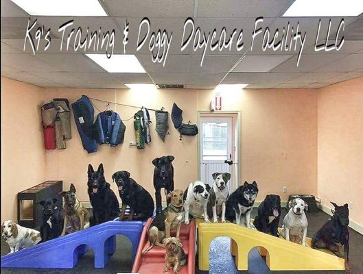 K9's Training & Doggy Daycare Facility