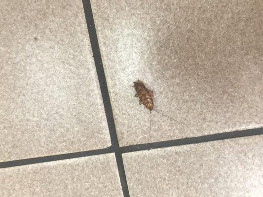 Dead roach