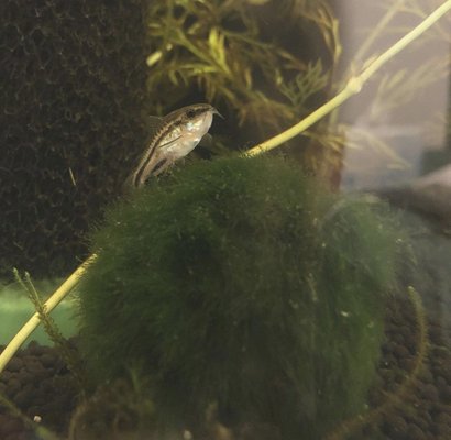 Healthy Pygmy Corys. So cute!