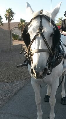 Beautiful horse for lessons and carriage rides.