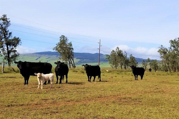 Parker Ranch cows welcome you to Waimea