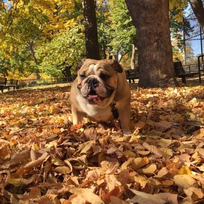 My girl loving the leaves !