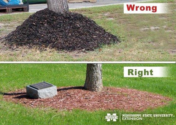 Many ornamental trees have been mulched improperly which leads to disease and death of the tree. This is a prime example of what not to do.