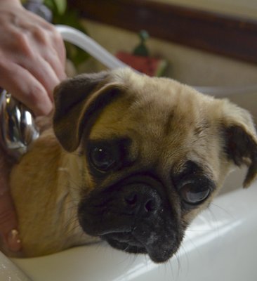 Dog washing services available, done with loving care.