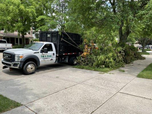 Michigan Tree & Stump Removal