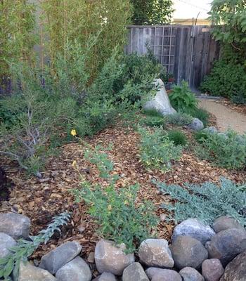 ECI turned the lawn upside-down to create a planting mound for Ceanothus, bush sunflower and hummingbird sage.