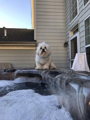 Tutu loves her new hot tub