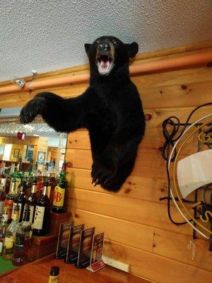 Bear at the bar