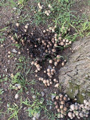 These mushrooms that Lie