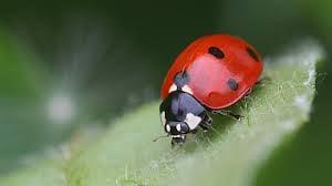 Ladybugs are our friends in the garden!