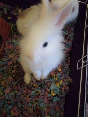 This is my white lionhead her name is snow