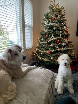 Both pups hanging out happily at home after Tucker's dog socialization training with Seth at Paws -- a "Christmas Miracle"!