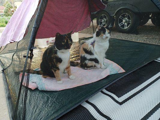 Dali and Emma from Paws of Coronado