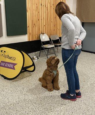 Tess worked on sitting while giving focus and attention to her mom patiently to receive her reward!