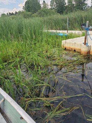 Well it's not the food in this picture. Can't even get to the damn dock.