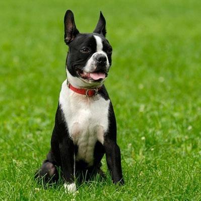 A & M in Ground Pet Fencing