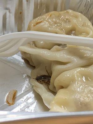 bug in the dumplings