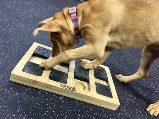 Pepper plays games to work that puppy brain of hers in our Dayschool program.