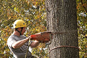 Leonard's Tree Service