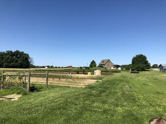 Red raspberry patch in the distance