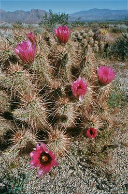 Cactus flowers by the dirt road that goes through Yaqui Meadows. - - -Tom Brody