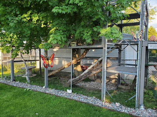 The outdoor cat enclosure.