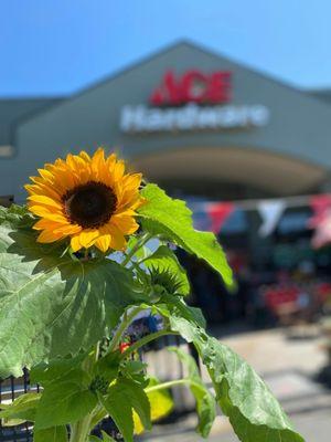 Camano Plaza Ace Hardware