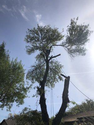 Arizona ash removal