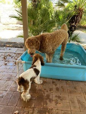 Two different pupper friends (clients) meeting for doggy daycare play date!