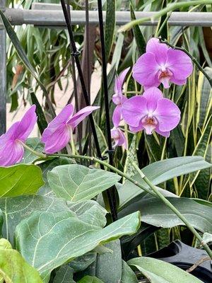 Purple Orchids