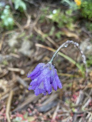 Hiking in the spring with pretty bloom!